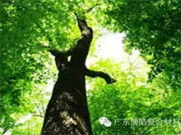 【博皓感悟】欲為大樹，莫與草爭(zhēng)